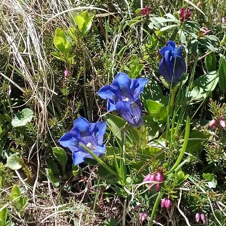 Apartman Helen Arabba