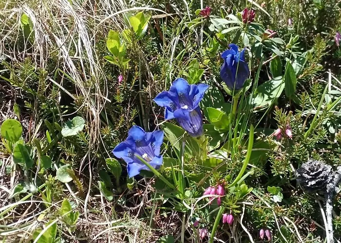 Lejlighed Helen Arabba